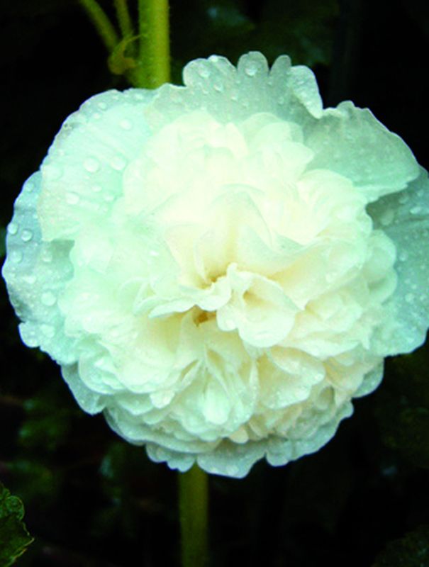 Alcea rosea ‘Chaters Double White’