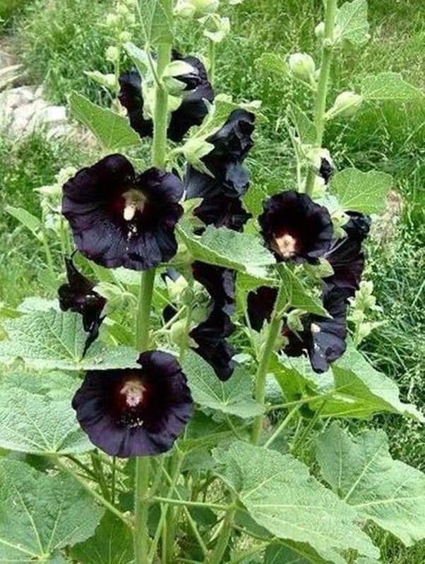 Alcea rosea ‘Nigra’