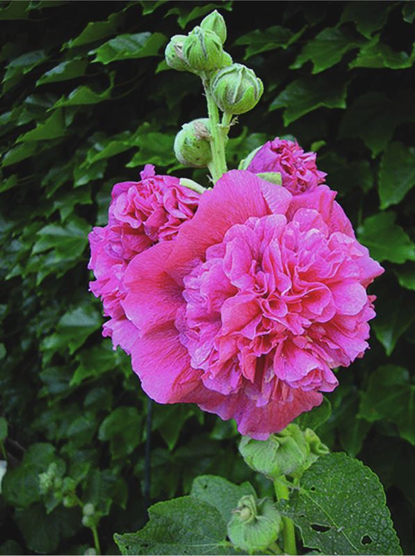 Alcea rosea ‘Chaters Double Rose’