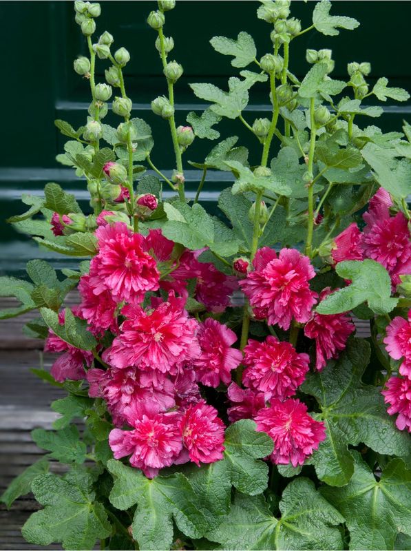 Alcea rosea ‘Spring Celebrities™ Carmine Rose’
