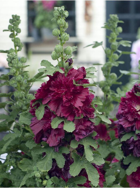 Alcea rosea ‘Spring Celebrities™ Crimson’