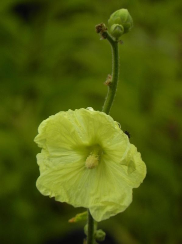 Alcea rugosa