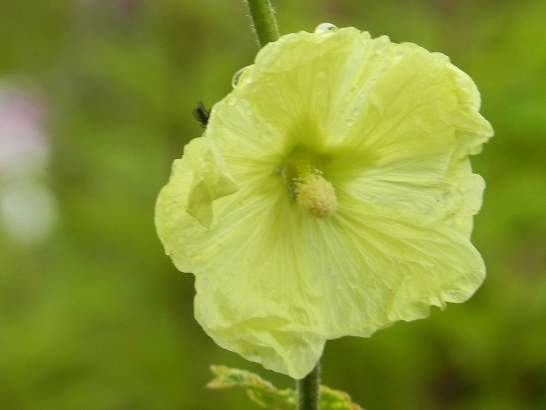 Alcea rugosa