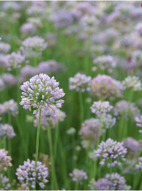 Allium angulosum