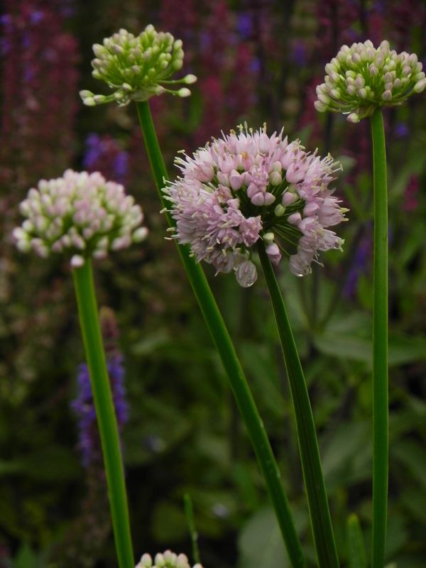 Allium angulosum ‘Summer Beauty’