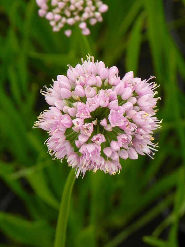 Allium angulosum ‘Summer Beauty’