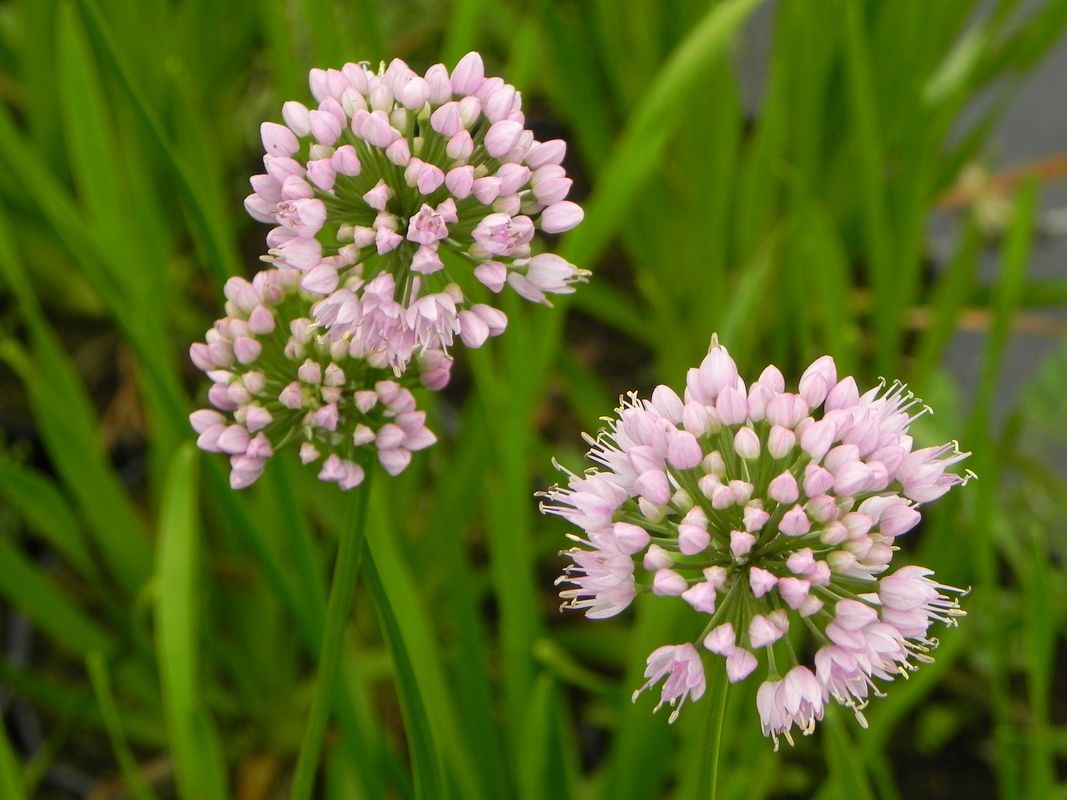 Allium angulosum ‘Summer Beauty’