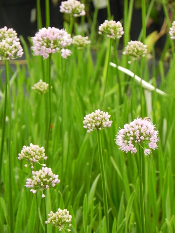 Allium angulosum ‘Summer Beauty’
