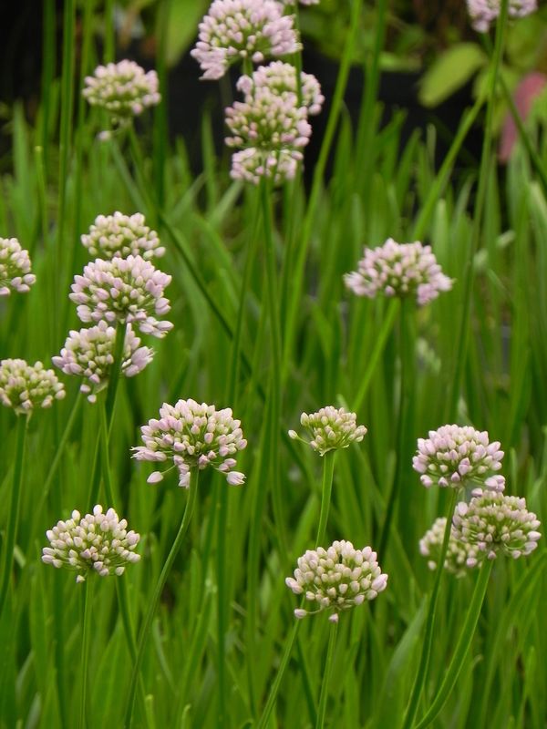 Allium angulosum ‘Summer Beauty’