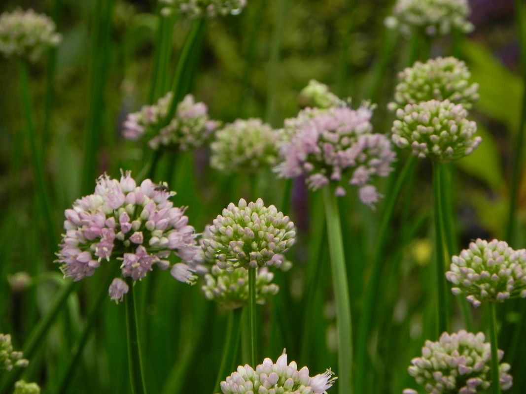Allium angulosum ‘Summer Beauty’