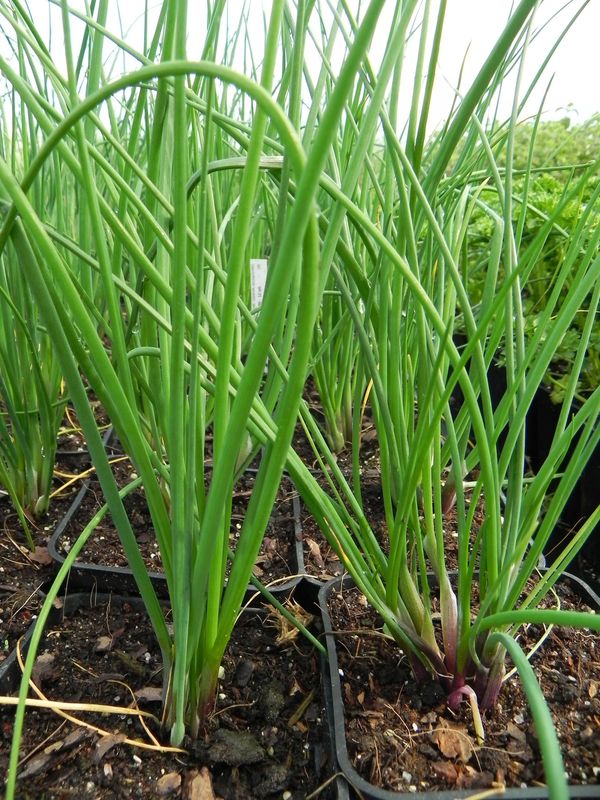 Allium schoenoprasum