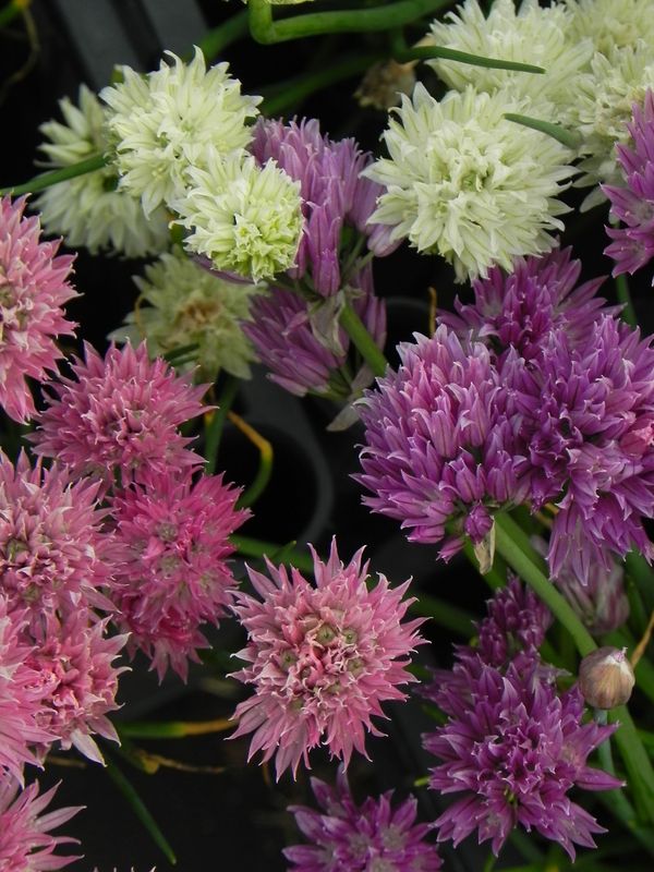 Allium schoenoprasum ‘Mixed One’