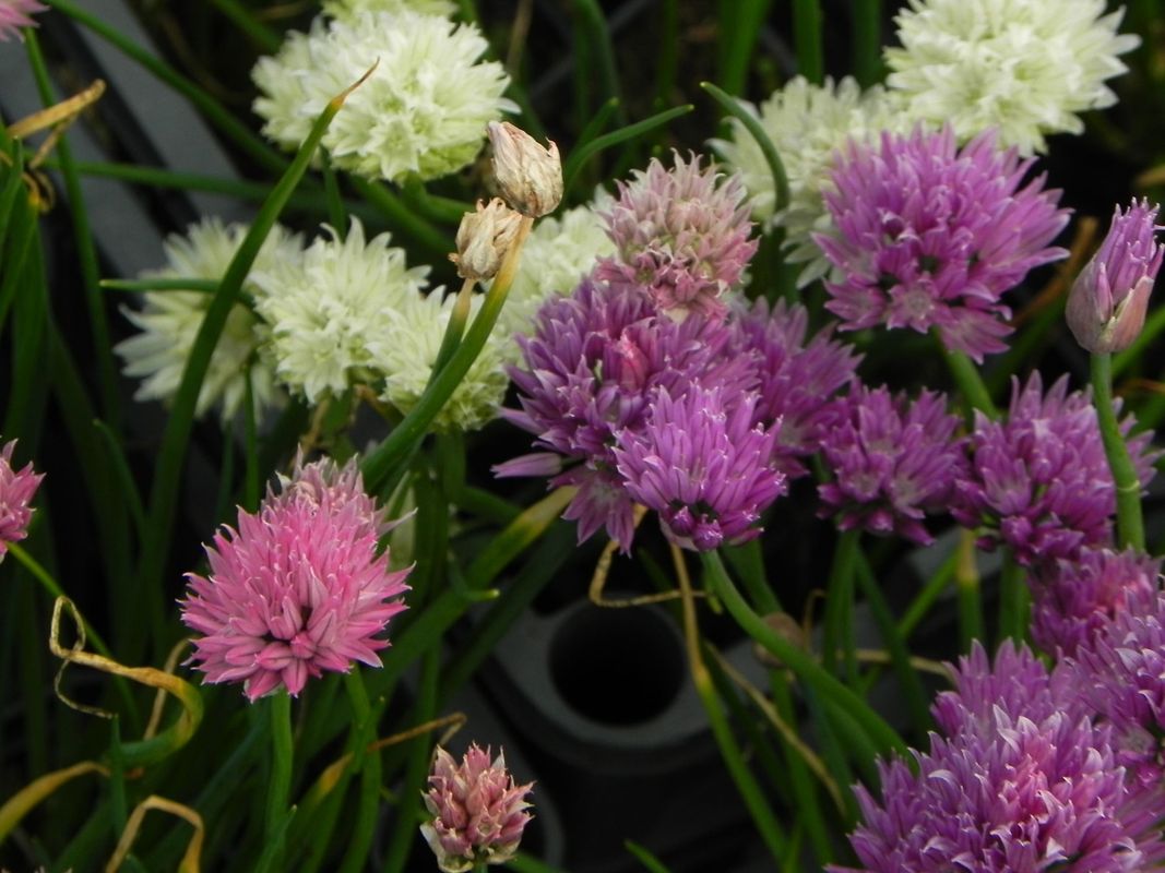 Allium schoenoprasum ‘Mixed One’