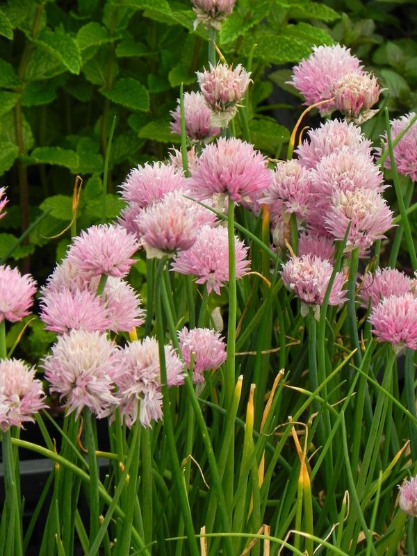 Allium schoenoprasum ‘Pink One’