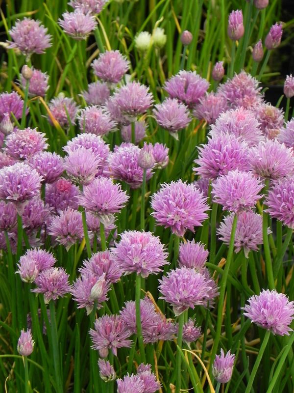 Allium schoenoprasum ‘Purple One’