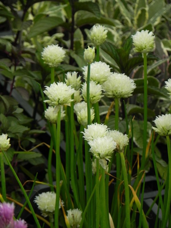Allium schoenoprasum ‘White One’