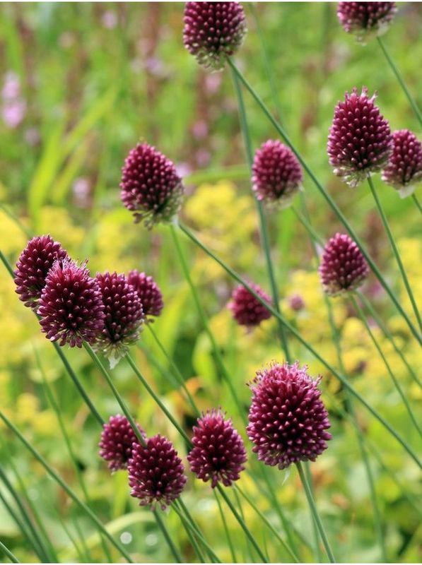 Allium sphaerocephalum