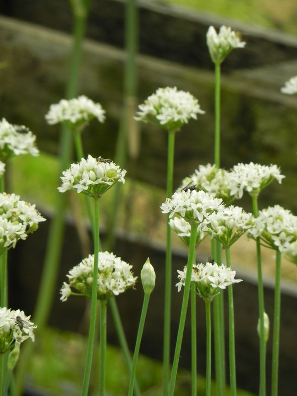 Allium tuberosum