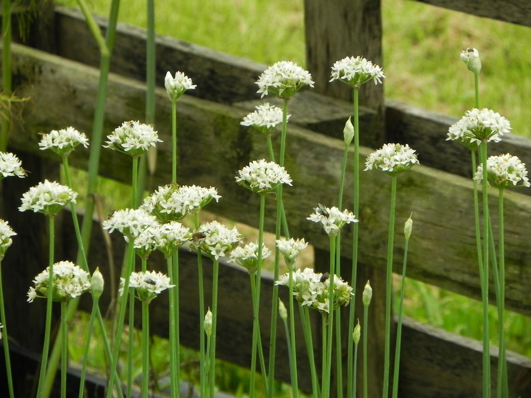 Allium tuberosum