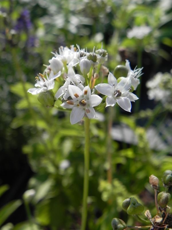Allium tuberosum