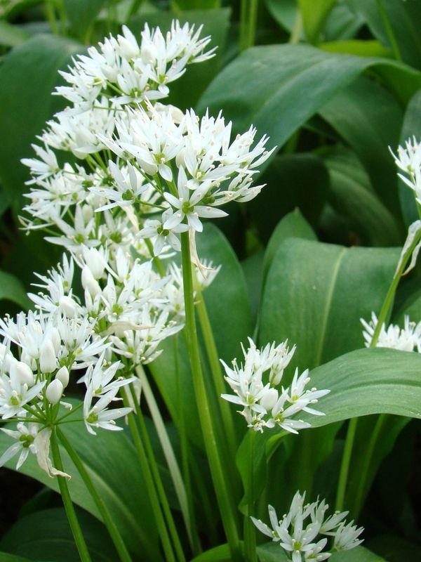 Allium ursinum