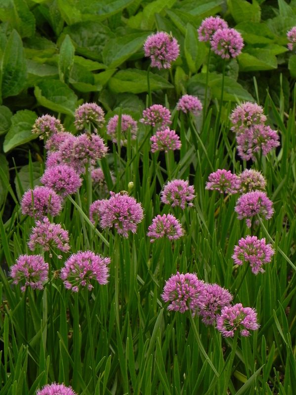 Allium ‘Millenium’