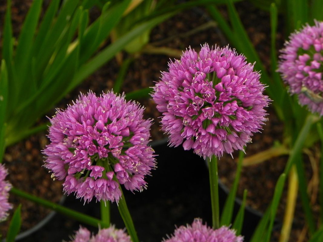 Allium ‘Millenium’