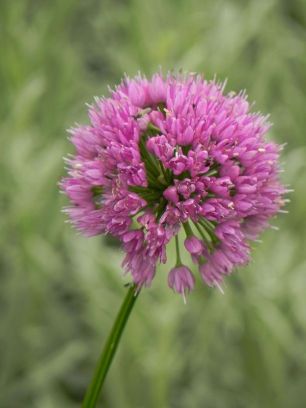 Allium ‘Millenium’