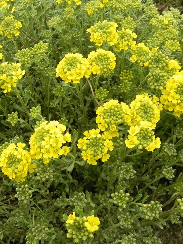 Alyssum / Aurinia montanum ‘Berggold’