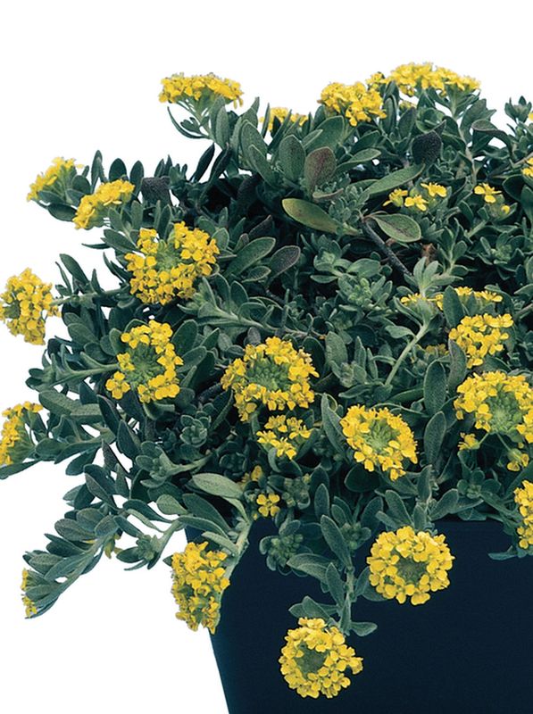 Alyssum / Aurinia montanum ‘Luna’