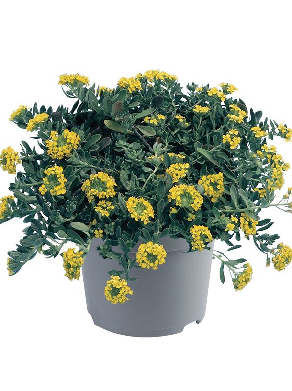 Alyssum / Aurinia montanum ‘Luna Yellow’