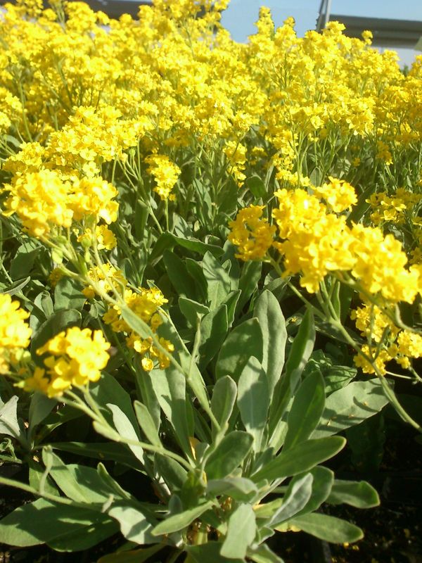 Alyssum / Aurinia saxatile ‘Gold Bullet’