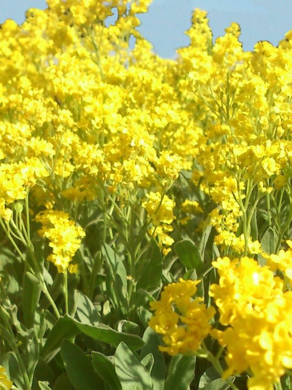 Alyssum saxatile ‘Compactum’