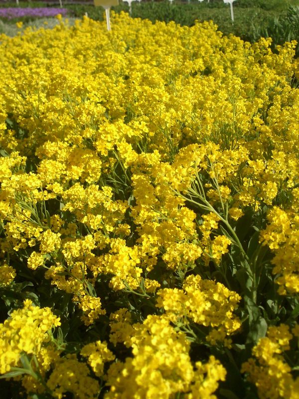 Alyssum / Aurinia saxatile ‘Gold Cushion’