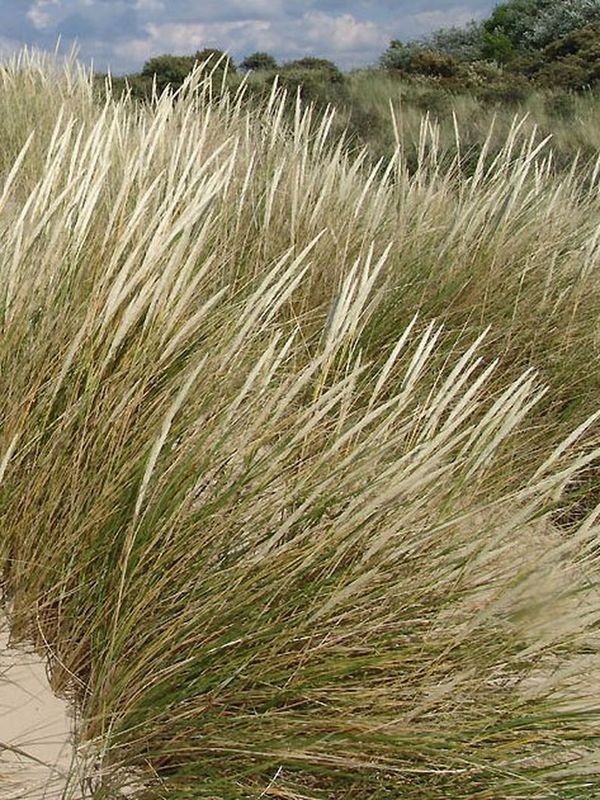 Ammophila arenaria