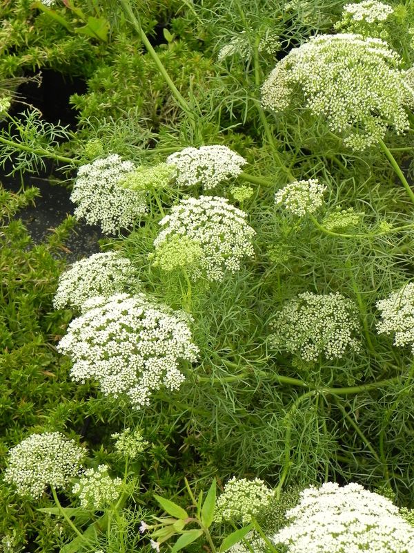 Ammi visnaga