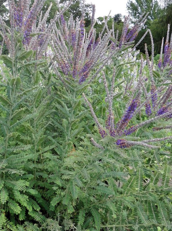 Amorpha canescens