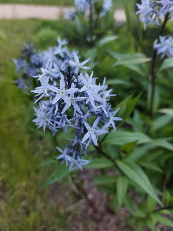 Amsonia tabernaemontana