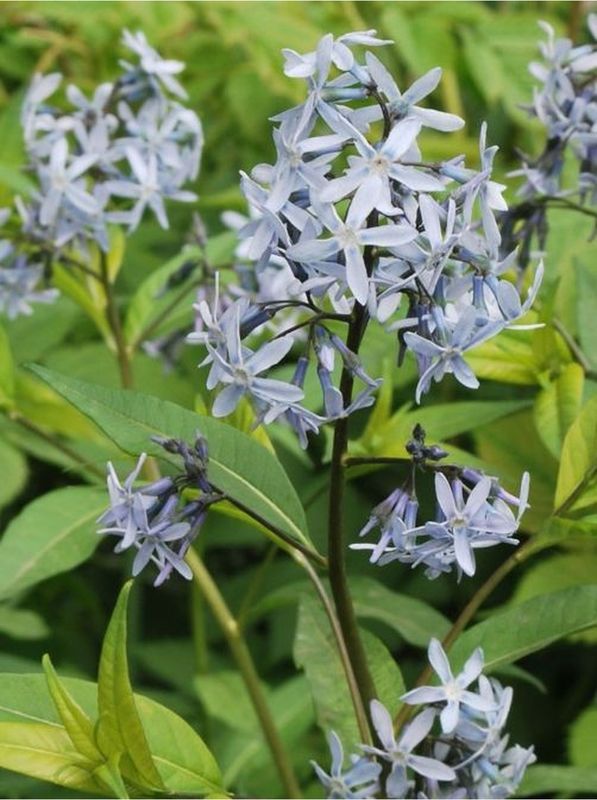 Amsonia tabernaemontana ‘Blue Ice’