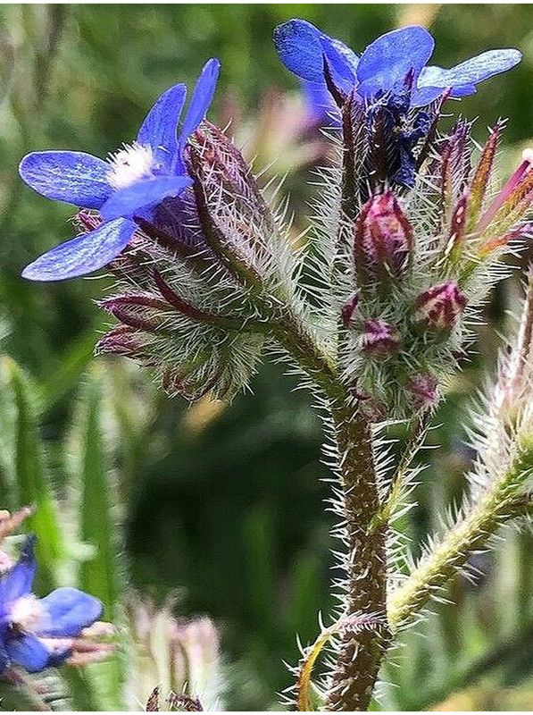 Anchusa azurea