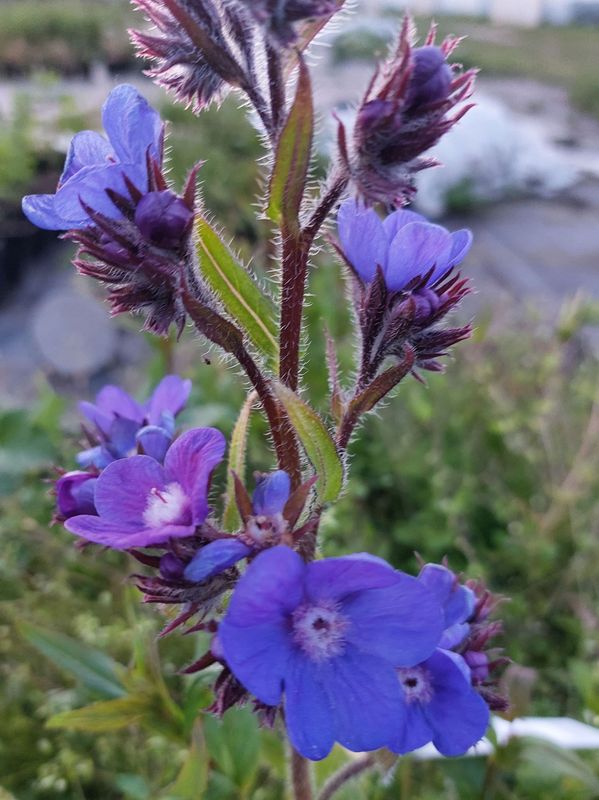 Anchusa azurea ‘Feltham Pride Strain’