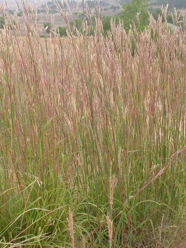 Andropogon gerardii
