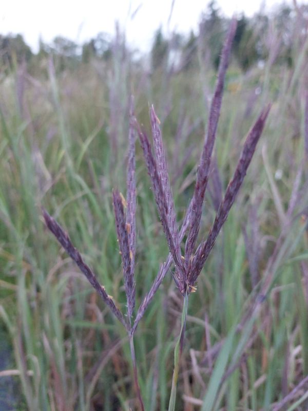 Andropogon gerardii ‘Black Hawk’