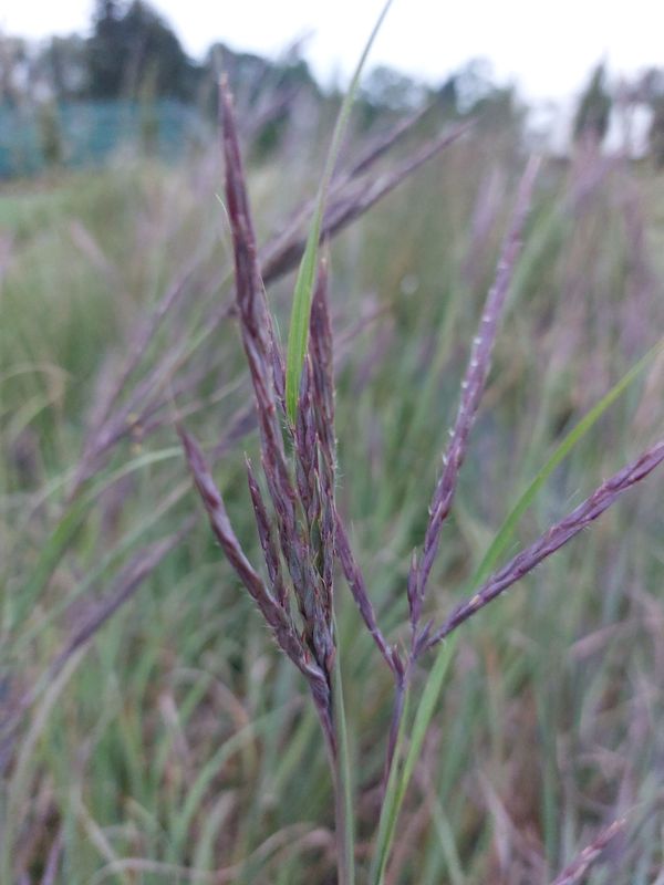 Andropogon gerardii ‘Black Hawk’