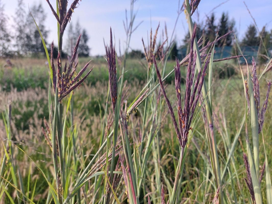 Andropogon gerardii ‘Black Hawk’