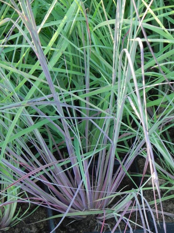 Andropogon scoparius ‘Blaze’