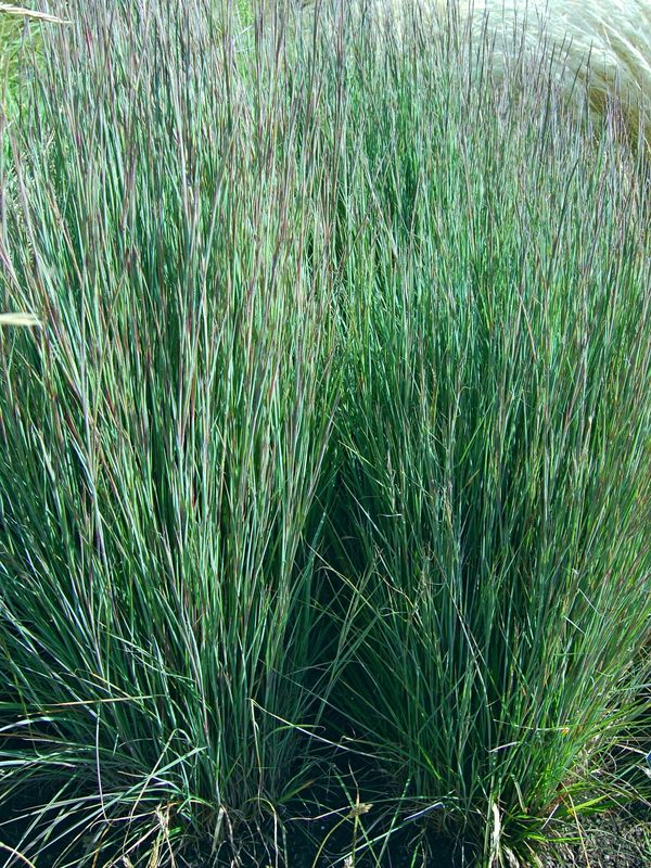 Andropogon scoparius ‘Prairie Blues’