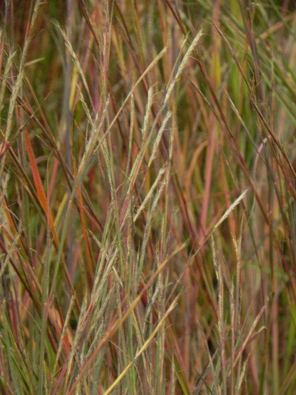Andropogon scoparius ‘Prairie Blues’