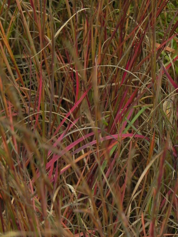 Andropogon scoparius ‘Prairie Blues’