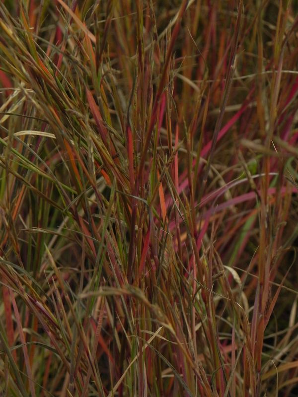Andropogon scoparius ‘Prairie Blues’